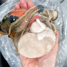 남해안 여수 명품 자연산 키조개 관자 특대 제철수산, 1박스, 5개 650g내외