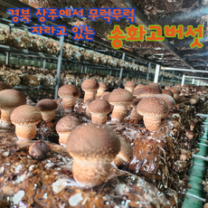 십이계절 국내산 송화고버섯 송고 송화버섯 당일수확 농가직송, 1개, 1kg(특,선물용)