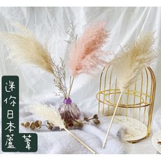 FLOWERPLUS 迷你日本蘆葦芒草 插花裝飾植材, 杏色米, 1個