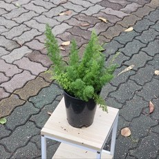 아스파라거스 메이리 소품 여우꼬리 반음지 키우기쉬운 대성식물, 1개