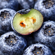 생 블루베리 고당도 항공직송, 2박스, 125g (왕특 18mm)