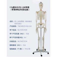 뼈모형 인체골격 교구 해부학 척추 180cm 해골 인대, 경동맥이 있는 176cm 여성 골격