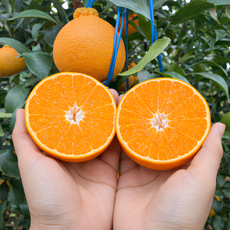 [마지막수량] 3월특가 제주 갓수확한 한라봉, 1박스, 5kg