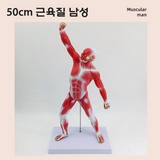인체 근육 모형 교육용 해부학 병원 실습 전신 인체모형, 50CM 머슬맨 - 불가분리