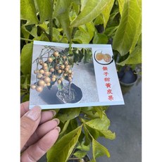 霏霏園藝 無籽黃皮果 4年苗