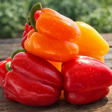 믿음농산 국내산 창녕 파프리카, 1개, 1kg