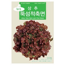 청농 뚝섬적축면 상추 (포기상추) 씨앗 3000립, 2개