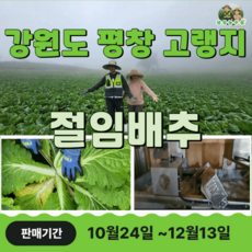 도착날짜선택주문!! 예약발송 강원도 평창 고랭지 절임배추 평창고랭지 절인배추 김장배추 땅콩배추 휘파람 불암3호 청명가을, 10kg, 1박스, 7월15일(수)도착