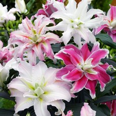 [Qgarden]향기 백합 구근 4개 혼합 유럽 직수입 특선 세트, 1개