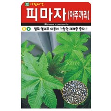 피마자 씨앗 씨 아주까리 종자 산채, 1개