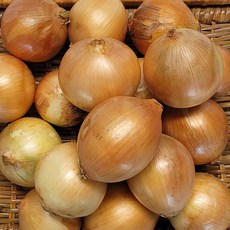 국내산 햇양파 특상, 1개