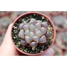 로나가든 자옵투샤 하월시아 다육 반려식물 선인장 키우기 선물