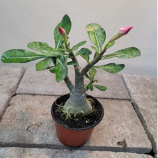 석화(사막의장미), 1개, 사진참조