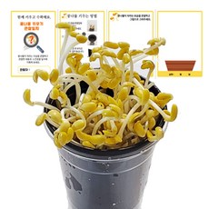 콩나물키우기 기르기 키트 국산콩 새싹키우기 관찰일지포함(합포장), 1개