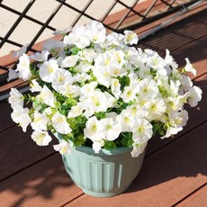 ECLATIS Maxkes 야외용 조화 자외선 차단 가짜 실크 나팔꽃 외부 현관 파티오 창문 박스 걸이식 화분 12 퍼플 푸시아 308135, 16, 화이트