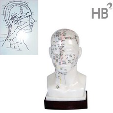 머리모형HEZY2001 얼굴침술모형 인체모형 한방모형 한의원모형 침구경혈도 혈자리 한방침구모형, 1개