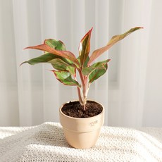 갑조네 아글라오네마 오로라(소품), 1개, 단일