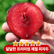 여름한정 고당도 제철 국내산 피자두, 1박스, 1KG ( 14과 내외 )