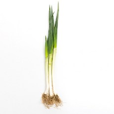 야채왕 대파 1단, 1개