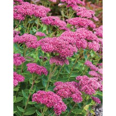 큰꿩의비름 어텀 조이 10cm 포트묘 여름꽃 밀원식물 야생화 노지월동, 1개