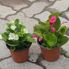 2색혼합 1+1 꽃베고니아 모종세트, 1개, 2색 혼합 1세트