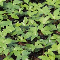 일당귀모종 10개 (트레이 10구) 잎당귀 모종