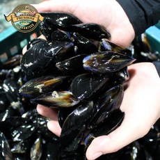 [품질 보장 홍합] 국내산 홍합 손질 깔끔세척 홍합 캠핑용 채쥐 배송, 1박스, 정품 홍합 1kg 특특품