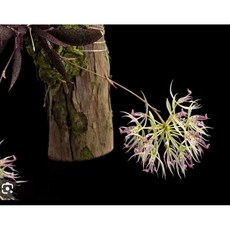 Macroclinium chasei秘魯極光/微型蘭花/建議板植/南美進口多芽株