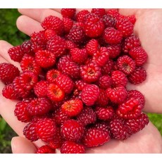 탱글탱글! 새콤달콤 햇 산딸기 (총1kg), 1박스, 1kg