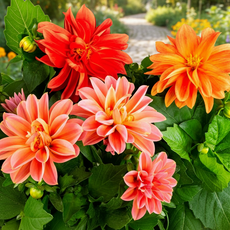 비그린몰 베란다 정원 꽃씨 -화사한 리시안셔스 씨앗 외 시리즈, 다알리아 미니겹꽃 10립