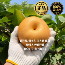 [초특가할인] 국내산 못난이 배 업소용 쥬스용 김장용 1개 15kg, 1박스