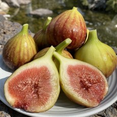 영암 무화과, 1개, 2kg(20-26과내외)