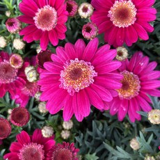 두주의정원 딸기쇼트 목마가렛 희귀목마가렛 겹목마가렛 꽃모종 봄꽃 야생화, 1개