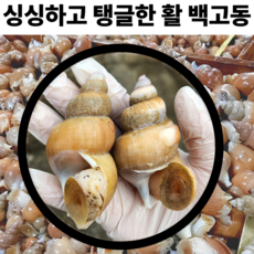 포항 생물 백골뱅이 구룡포 활 백고동 당일조업, 1박스, 소 1kg (35-45미)