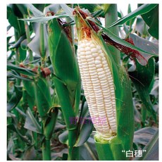 【野菜部屋】白穗超甜玉米種子 甜度高 耐熱性佳 全年可種植, 1包