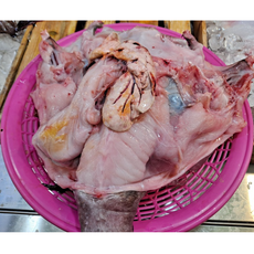 아구 아귀 1kg 생물아구 생물아귀 손질아구 손질아귀 생아구 생아귀 아구찜 아구탕 (조업 당일발송), 1개