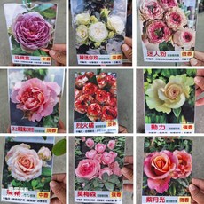 霏霏園藝日本樹玫瑰特價選品種 庭院陽台盆栽首選 花色鮮豔株型優美, 1個