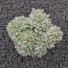 봄의정원 수련 철화-소품, 1개, 계절에따라 변함