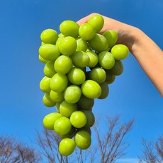 어텀크리스피 씨없는포도 애플청포도 오톰크리스피 포도, 1개, 어텀크리스피 800g