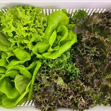 GAP인증 당일수확발송! 유럽 샐러드채소, 1개, 1kg