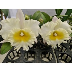 [신라난농원]카틀레야.Siam white 시암화이트.흰색에 연노랑립프.향기아주좋음.고급종.잘안나오는 품종.재입고.필독뒷사진참고, 1개