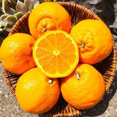 섬애감 제주 한라봉 중과 2kg 3kg 5kg 10kg, 1박스