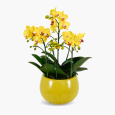 꽃파는총각 서양란 노랑호접(금공주), 1개