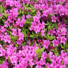 철쭉 영산홍 자산홍 진달래 백철 꽃나무, 1개, 자산홍분홍