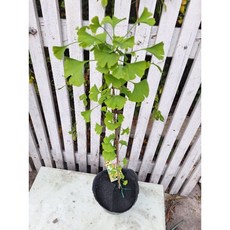 會季節性落葉銀杏苗盆栽，可盆植，盆植也會結果, 1個, 大苗