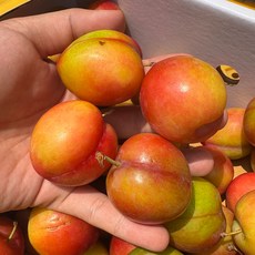 상주 김천 대석 자두 햇자두 김천자두 노지자두 토종자두 맛있는자두 꿀자두 상주자두, 1개, 10kg 200-300과 중대과