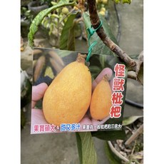 霏霏園藝 怪獸枇杷 成樹 120公分以上, 1個