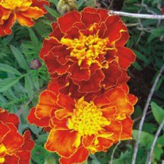 원예 씨앗 정원종자 꽃정원식물