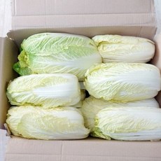 국내산 알베기 실속형 쌈배추 상, 1개, 2kg