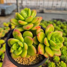 [인지다육] 페리도트 군생 다육식물